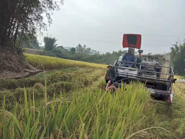 雅堂村稻田。 雅堂村稻田。