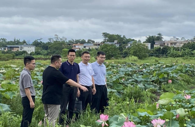 为打造“东江创谷”示范带，助力“东江莲韵”典型村片区建设，工作队助力仙塘镇引进太空莲产业，连片打造太空莲景观，推进种植基地和加工基地建设